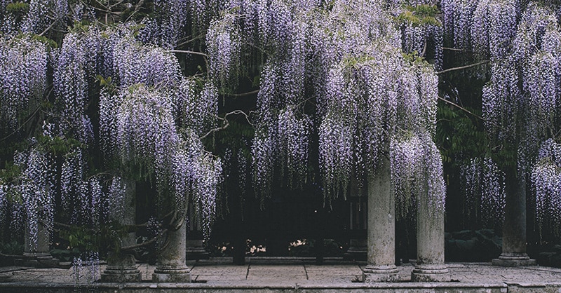 hypnosis for depression guide - weeping willow trees in bloom