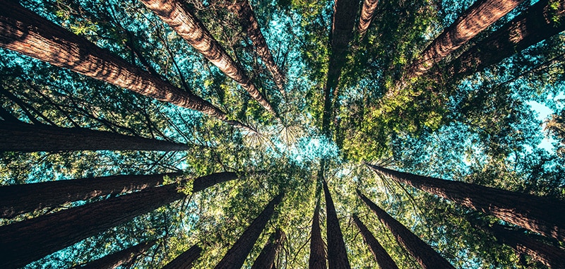 looking up at forest canopy - visualization for what is hypnosis guide