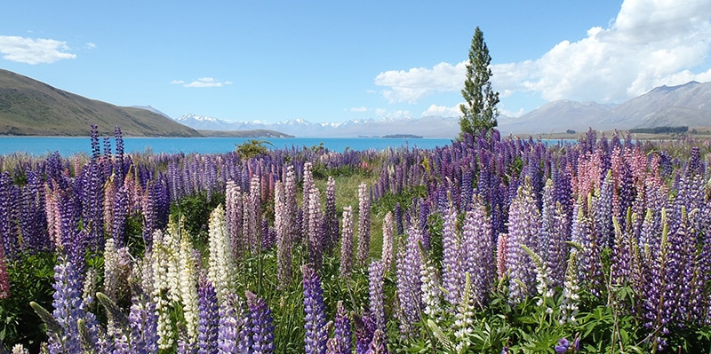 lupine blooms near mountain lake - hypnosis vs hypnotherapy guide