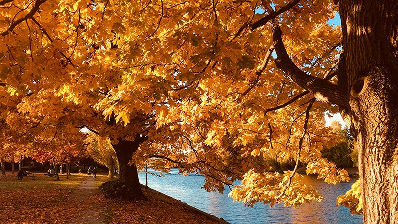 orange leaves in oak tree - visual for hypnosis for weight loss guide