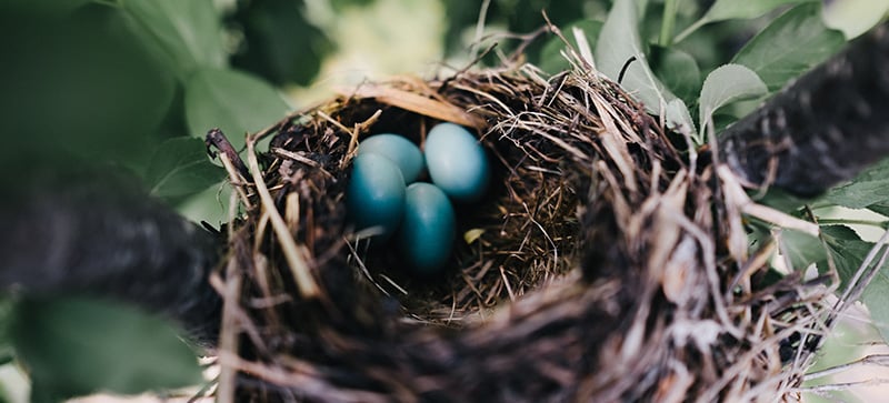 robins eggs in nest - hypnosis for childbirth pain