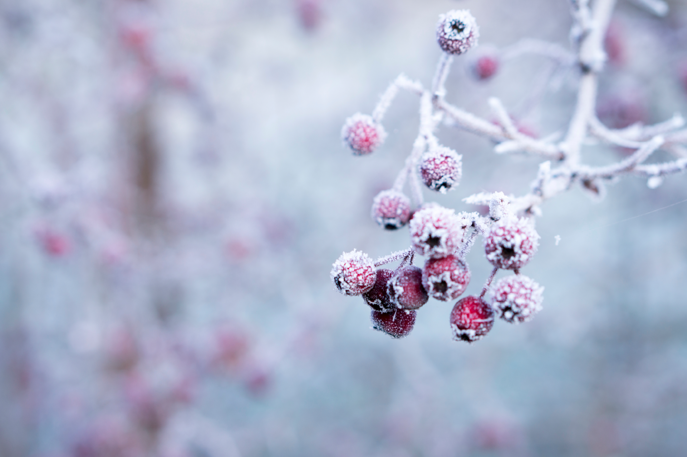 frozen berries on tree in winter - hypnosis to quit sugar guide