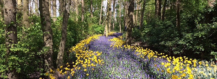 yellow and purple wildflowers in the forest - hypnotherapy vs hypnosis guide