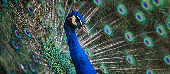 peacock with feathers - hypnosis for public speaking 