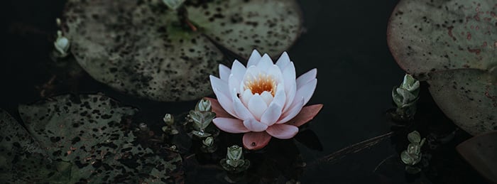lily in water - image for hypnosis for stress relief guide