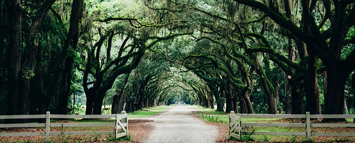 angel oak trees over road with spanish moss - hypnosis for depression guide