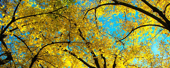 yellow fall leaves on tree - hypnosis for weight loss guide