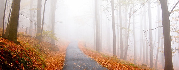 forest in fog - hypnosis for weight loss guide