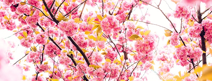 spring blossoms in tree - hypnosis for self-esteem guide 