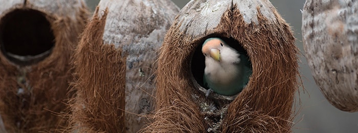 bird in coconut nest - hypnosis for labor pain guide 