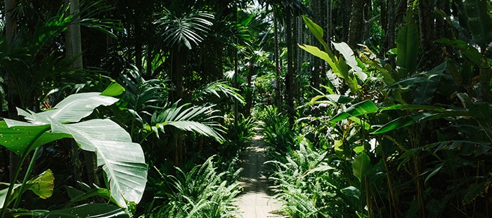 path in jungle - visual for does hypnosis work / science of hypnotherapy guide