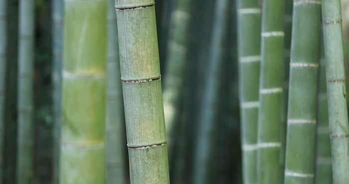 bamboo closeup - stress hypnosis guide 