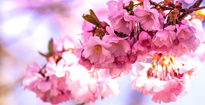 pink blooms on tree in spring - image for hypnosis for confidence article 