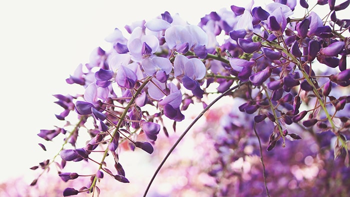purple flowers on bush - hypnosis for depression article