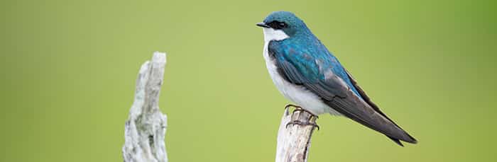 iridescent bird standing on branch - hypnosis for public speaking