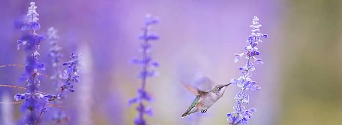 humming bird next to purple flower spikes - hypnosis vs hypnotherapy guide