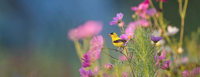 goldfinch surrounded by purple flowers - hypnosis vs hypnotherapy guide 