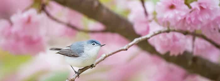small bird in tree - hypnosis for public speaking 