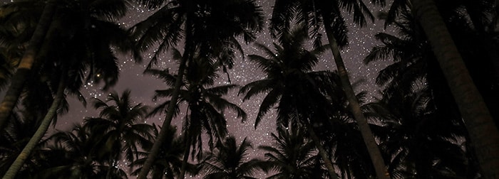 palm trees at night with stars above - sleep hypnosis for insomnia guide 