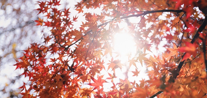 orange fall leaves with sunlight streaming through - hypnosis for weight loss guide visual